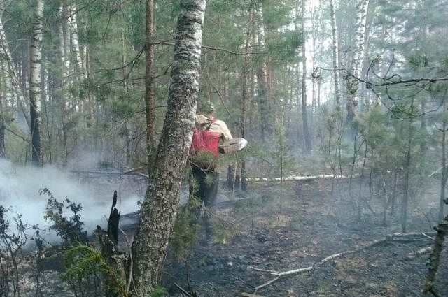 Первый в этом году лесной пожар зарегистрирован во Владимирской области